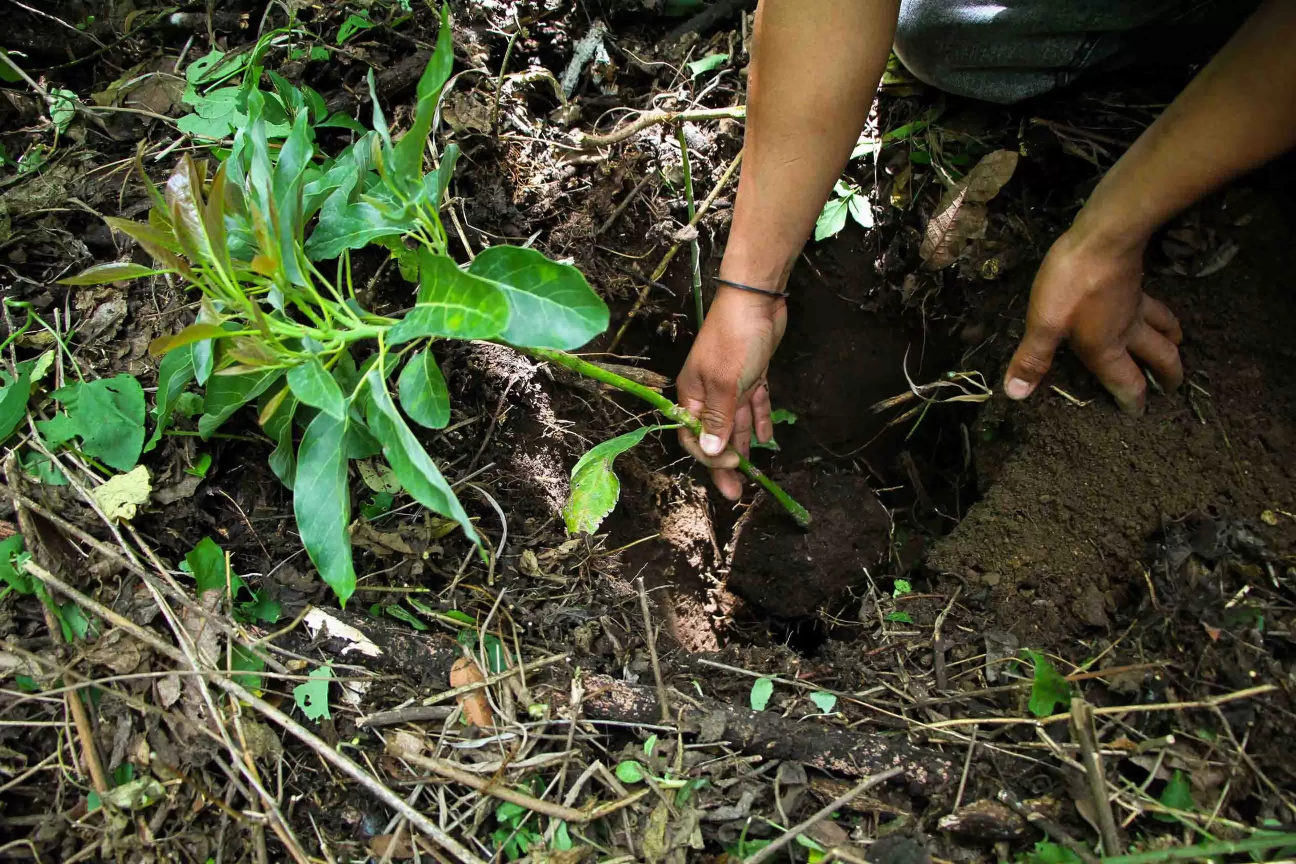 ACTIVIDAD DE REFORESTACIÓN GRADUANDOS CEEX (5)